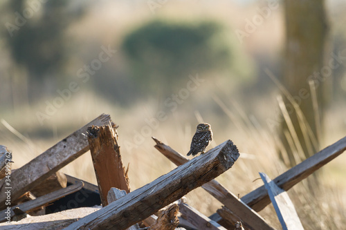 Little owl  standing on a heap of girders