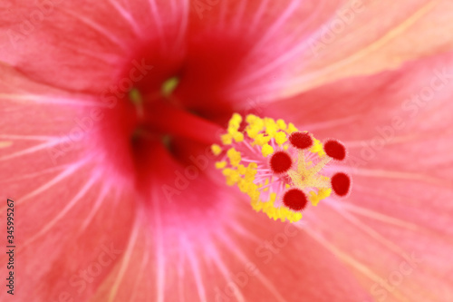 Pistil d'une fleur d'Hibiscus