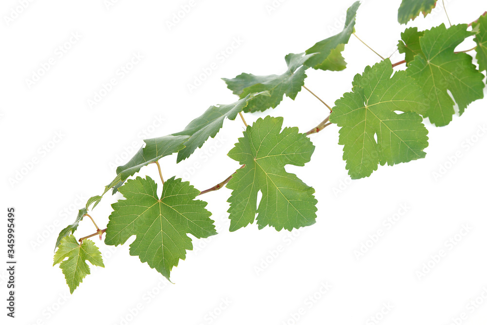 Feuilles de vigne Feuilles de vigne