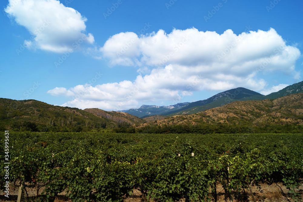 Crimea vineyard
