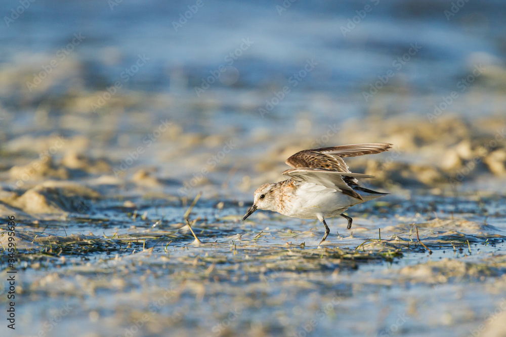 One-legged Little Stint feeding on the edge of a pond One-legged Little Stint feeding on the edge of a pond