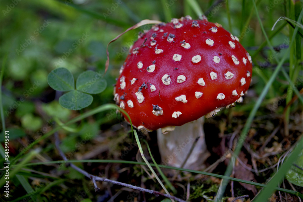 fly agaric mushroom