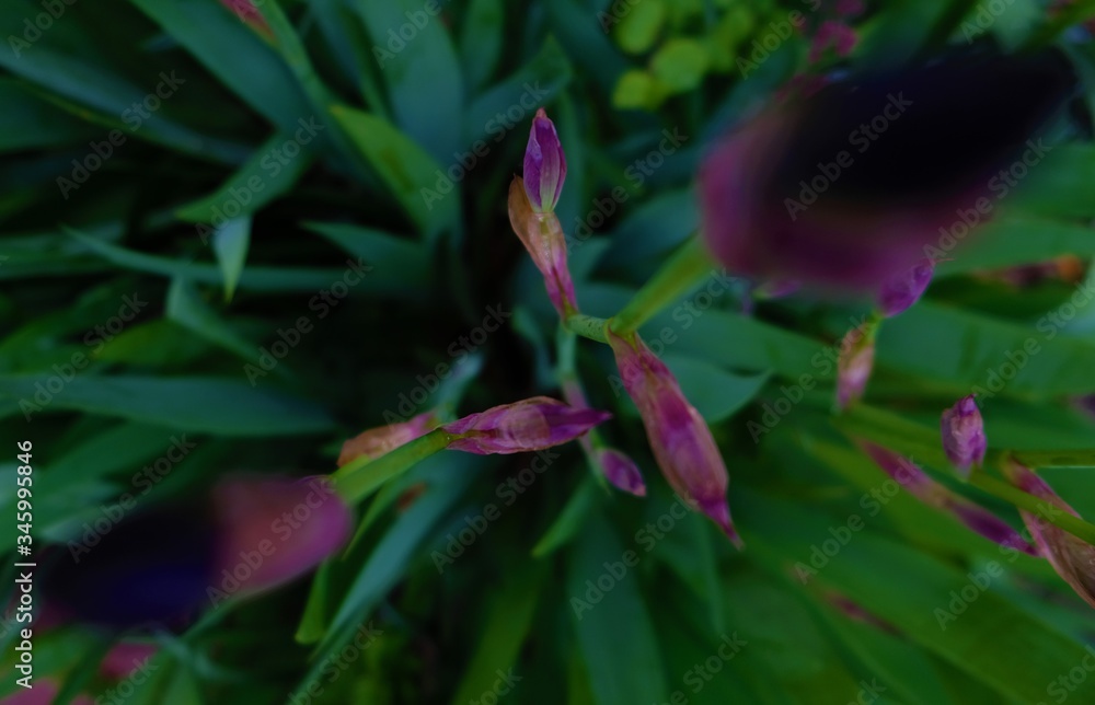 Beautiful and colorful flowers. Pink, green and purple Beautiful and colorful flowers. Pink, green and purple
