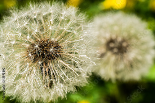  Airy dandelion seeds in the white fluffy hat of this flower