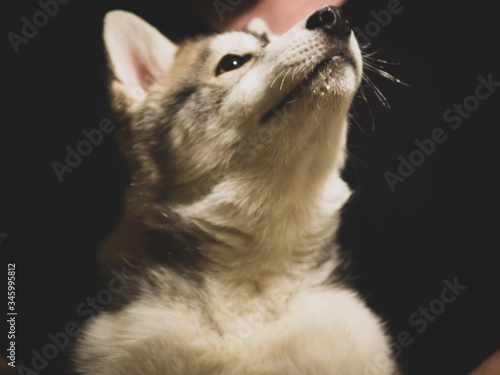 close up portrait of a white dog © pavl.p