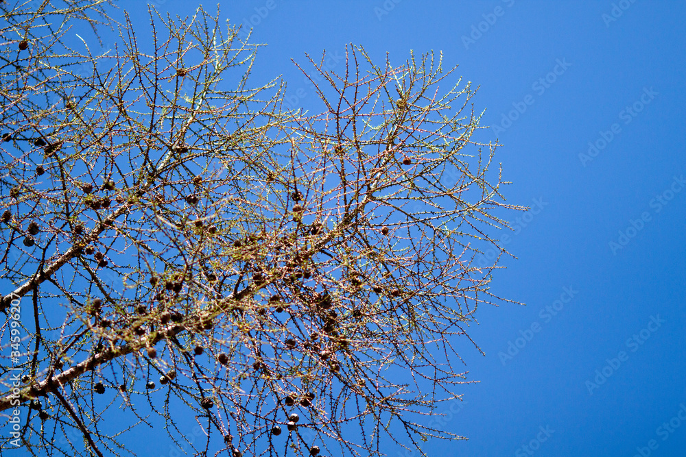 Real nature backround: larch branches on the blue clear sky, young shoots, spring, first leaves, cones. Real nature backround: larch branches on the blue clear sky, young shoots, spring, first leaves, cones.