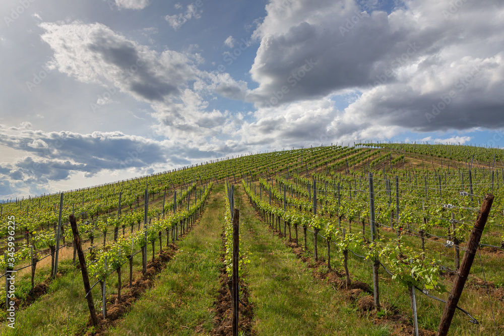Kaiserstuhl Germany Vineyards