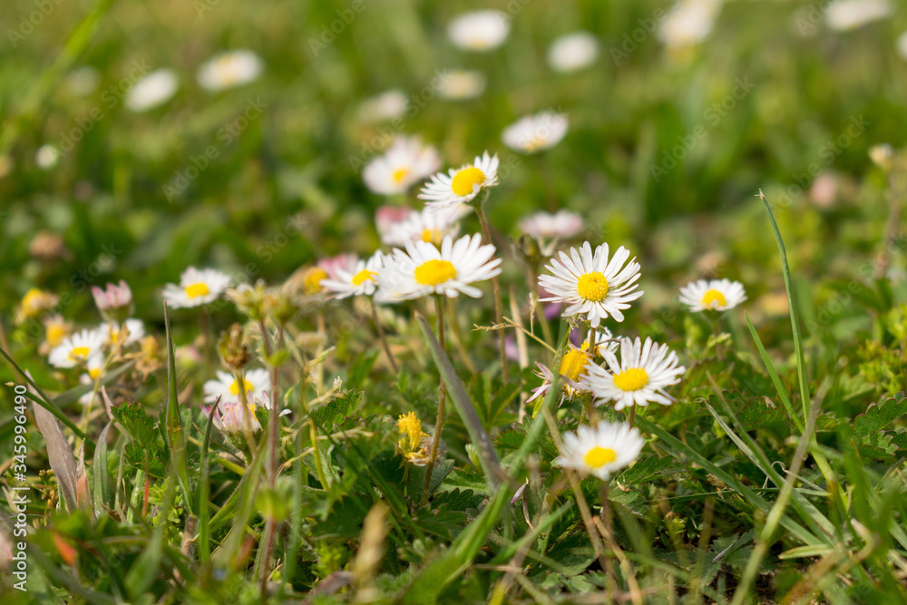 Das Gänseblümchen steht in der Symbolik für Beständigkeit, Bescheidenheit, Reinheit sowie mütterliche Liebe. Die Blumen wachsen auf Wiesen, Rasen und Weiden im Frühjahr und Sommer. Das Gänseblümchen steht in der Symbolik für Beständigkeit, Bescheidenheit, Reinheit sowie mütterliche Liebe. Die Blumen wachsen auf Wiesen, Rasen und Weiden im Frühjahr und Sommer.