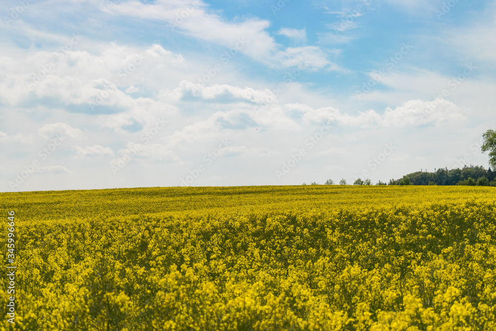 Das Rapsfeld mit seinen gelben Blüten reicht bis zum Horizont.