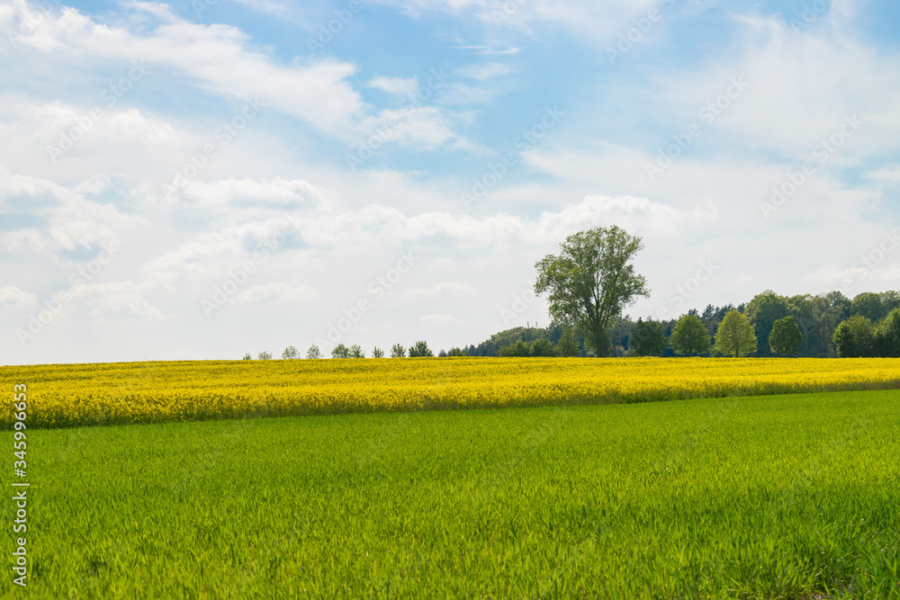 Das Rapsfeld mit seinen gelben Blüten reicht bis zum Horizont.