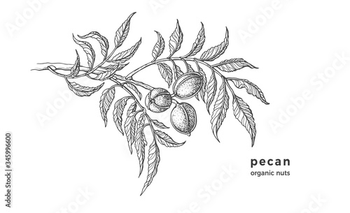 Pecan tree. Ink sketch of raw nuts, leaf. Vector