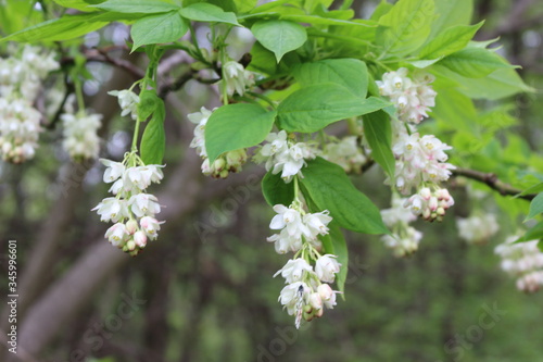 White clusters of beautiful flowers bloom on a tree in spring in the park.