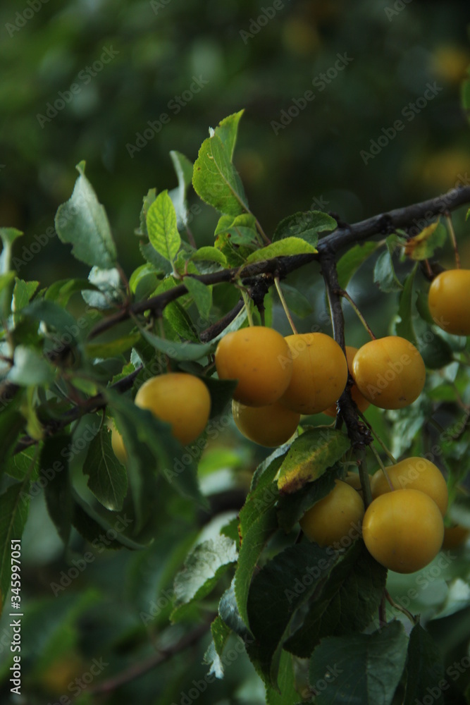 yellow plum on tree