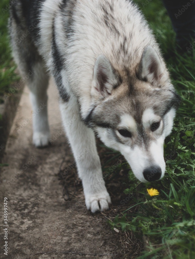 Siberian husky sniffs a dandelion on the grass Siberian husky sniffs a dandelion on the grass