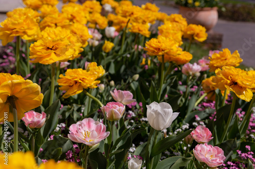 Wallpaper Mural beautiful yellow white pink tulips on a flower bed flooded with the sun Torontodigital.ca