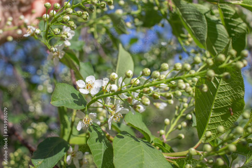 Fototapeta premium Close up view of delightful emerging white buds and blossoms on Canada red cherry tree in spring, with blue sky background