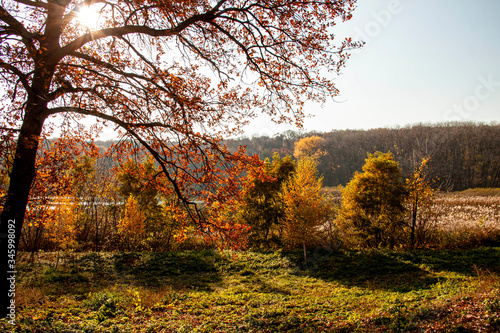 autumn in the forest © Natalya