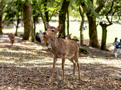 Fototapeta Naklejka Na Ścianę i Meble -  Deer in the wild in the public park of Nara