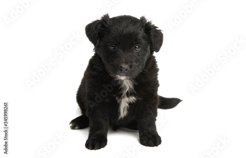 black puppy isolated