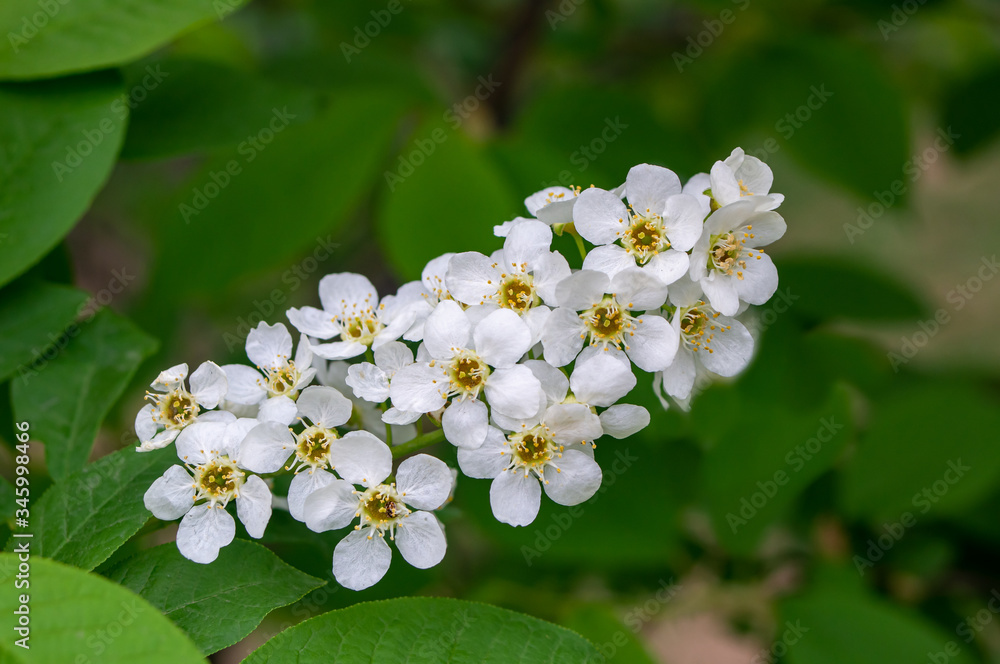 Blossoming branch of bird cherry with white flowers on a blurred background close-up. Bird cherry tree in blossom Blossoming branch of bird cherry with white flowers on a blurred background close-up. Bird cherry tree in blossom