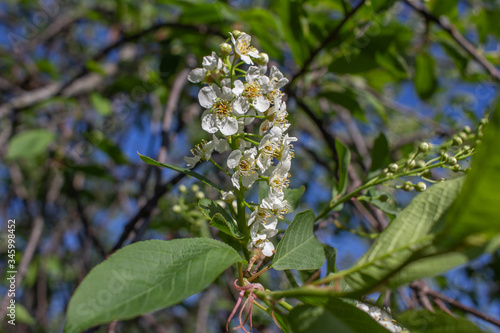 Close up view of delightful emerging white buds and blossoms on Canada red cherry tree in spring, with blue sky background © Cynthia
