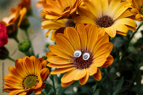 Orange flower Cape daisy with wobbly eyes in a flowerbed