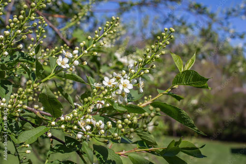 Close up view of delightful emerging white buds and blossoms on Canada red cherry tree in spring, with blue sky background Close up view of delightful emerging white buds and blossoms on Canada red cherry tree in spring, with blue sky background