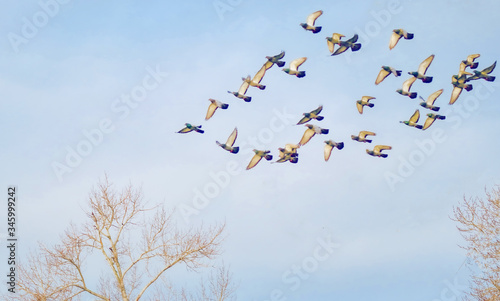 Flying birds © Hendy