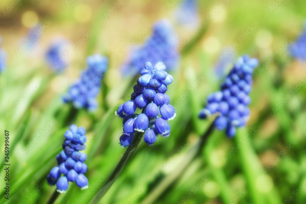 Muscari flowers close - up, background. Blue spring flowers Muscari flowers close - up, background. Blue spring flowers
