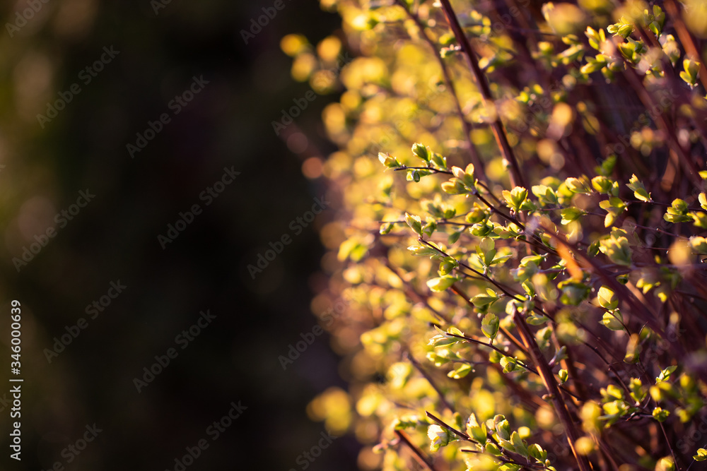 Fototapeta premium Beautiful golden lower bush on a dark background