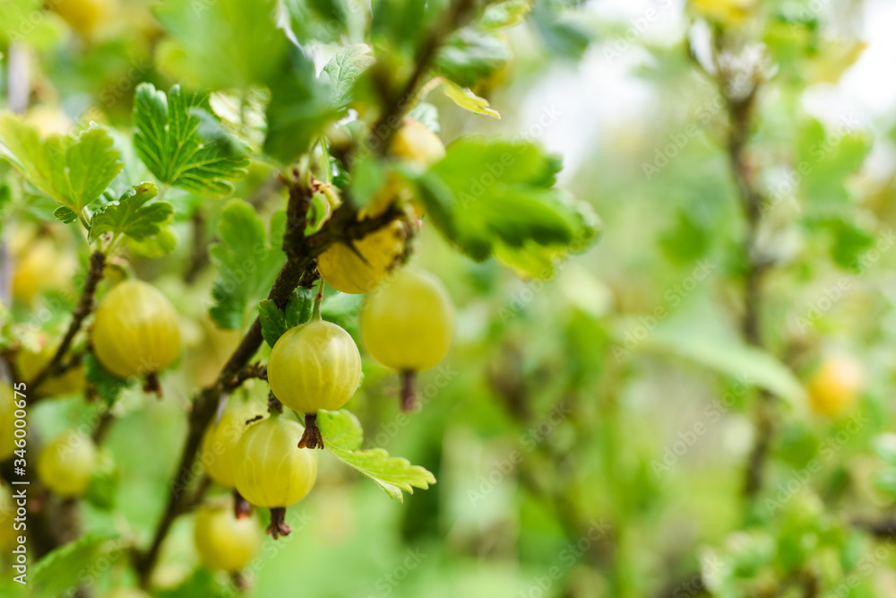 Fresh gooseberry on the bush. Bio product. Healthy lifestyle. 