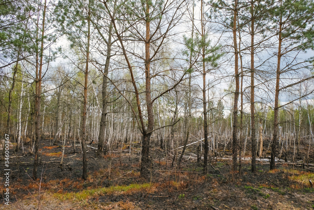 Forest after a fire in Ukraine. Destroyed pines and birches. Burnt grass. Environmental disaster. Forest after a fire in Ukraine. Destroyed pines and birches. Burnt grass. Environmental disaster.