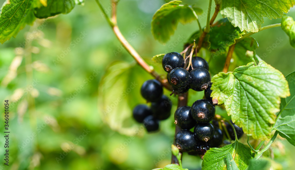 Fresh Blackberries on the tree. Bio product. Healthy lifestyle. Fresh Blackberries on the tree. Bio product. Healthy lifestyle.