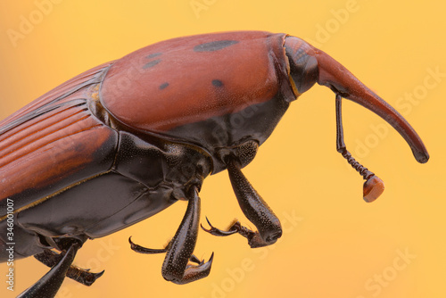 Beetle Rhynchophorus ferrugineus (red palm weevil) high resolution and magnification extreme macro with orange background from macro photography photo