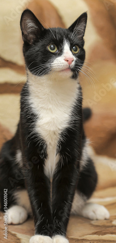 short-haired black and white cat photo