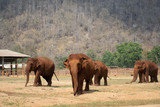 Herd of Asian elephants at Elephant Nature Park near Chiang Mai, Thailand.