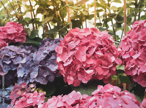 Beautiful Pink and Purple Hydrengeas Flowers Blooming in the Garden.  photo