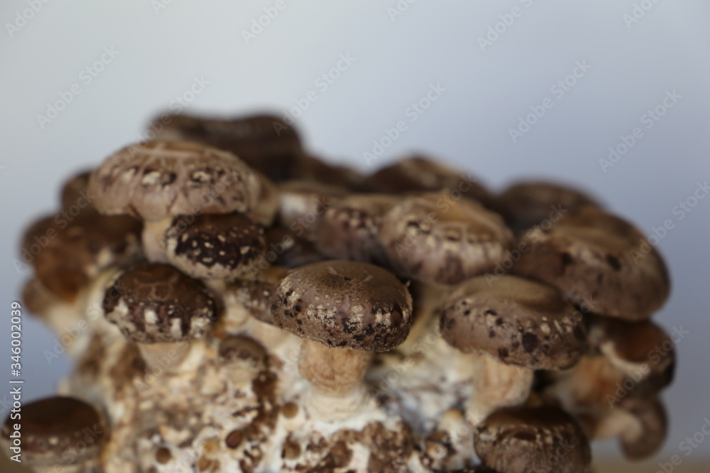 Shiitakepilze Fertigkultur (Lentinula edodes) Shiitakepilze Fertigkultur (Lentinula edodes)