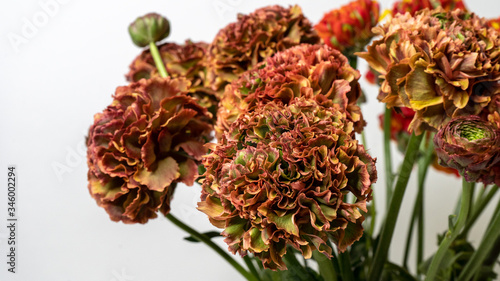 Beautiful red and orange ranunculus flower macro shot. Floral concept. Elegant flower close-up photo.