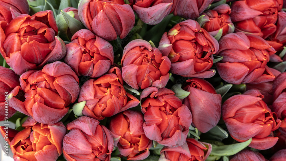 Beautiful fresh red tulips close-up macro shot. Floral concept. Beautiful fresh red tulips close-up macro shot. Floral concept.