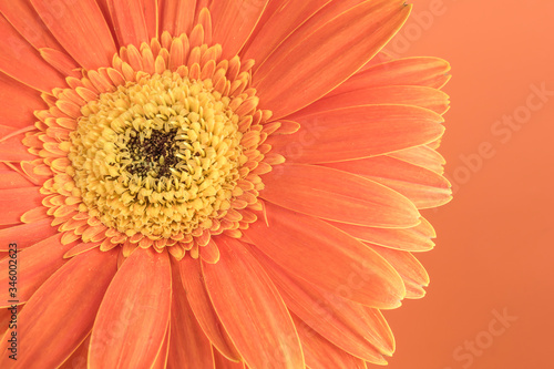 flores con fondo naranja y con textura agrupadas e individual 