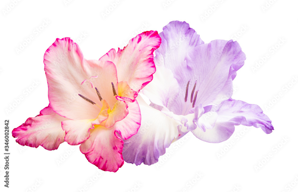 Naklejka premium gladiolus flower isolated