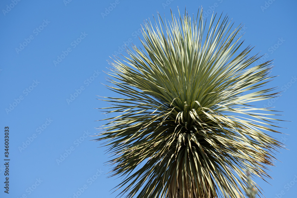 Fototapeta premium Joshua tree branches against blue sky