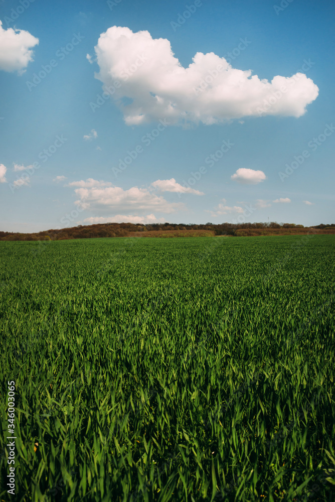 sunny green field with hills