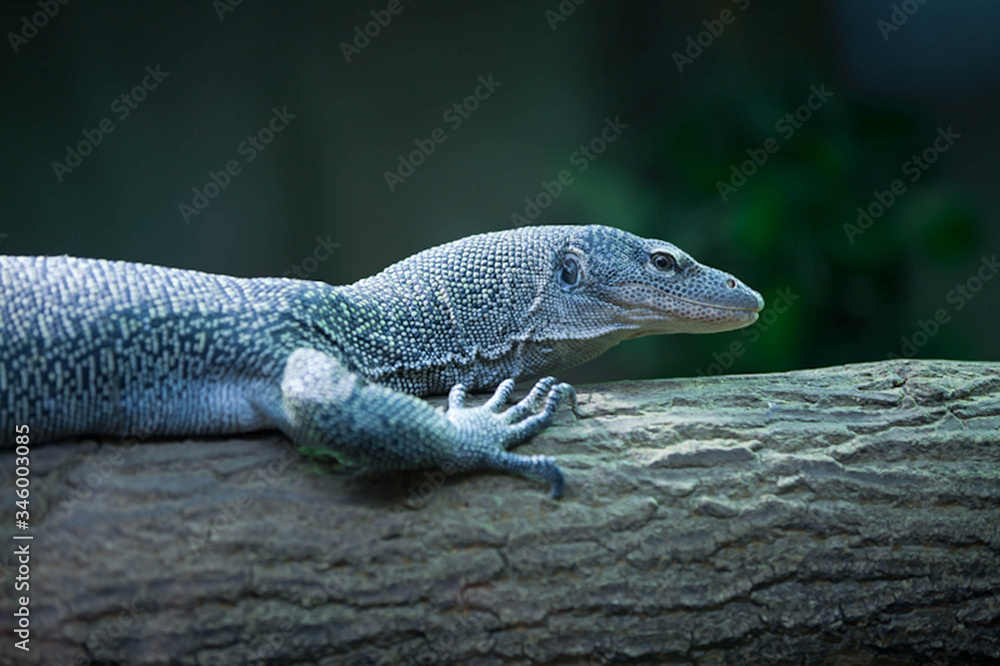 Obraz premium The reptile on the trunk.