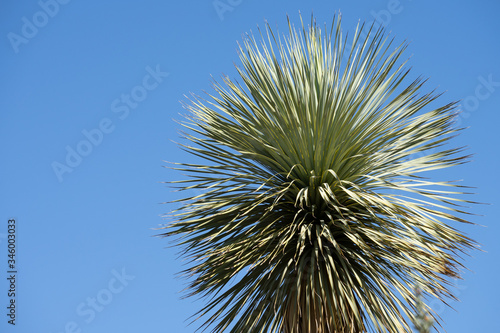 Joshua tree branches against blue sky