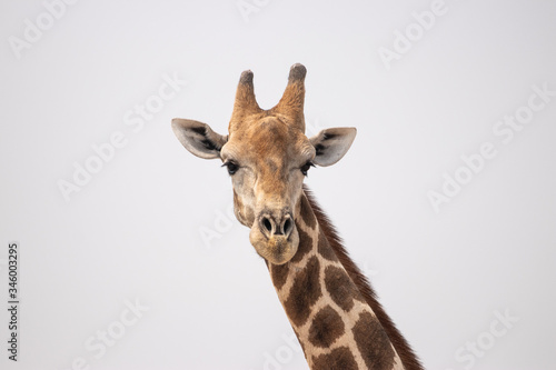 funny looking giraffe