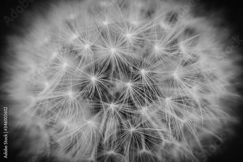 Dandelion macro detail, symbol of spring