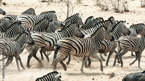 running zebra horde