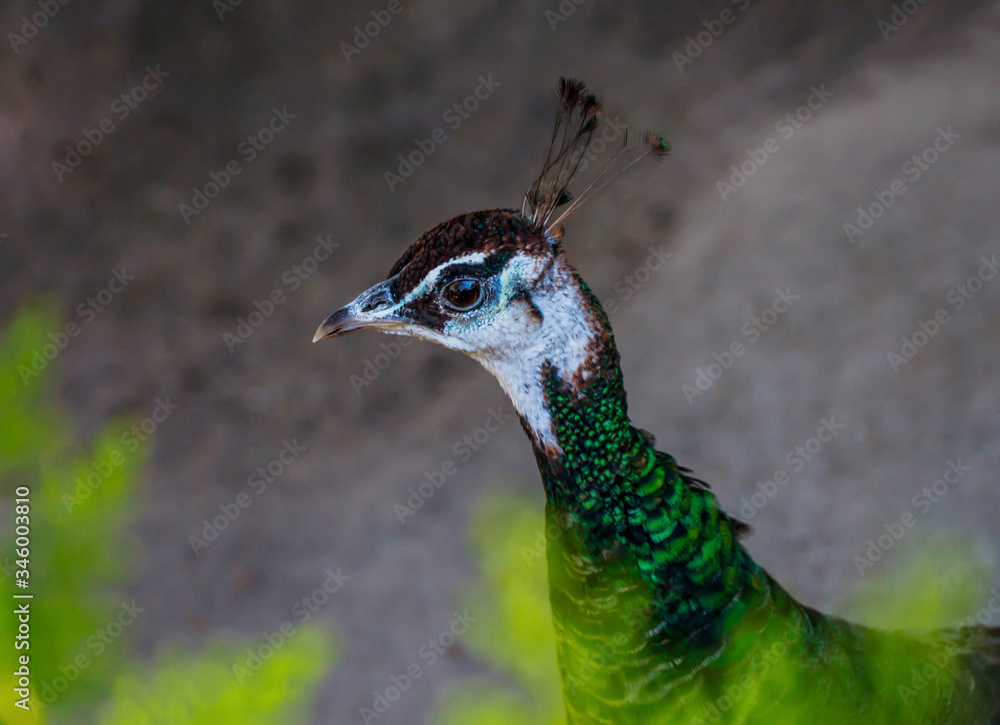 Peacock head on a blurred back. Close-up of a peacock. Peacock head on a blurred back. Close-up of a peacock.